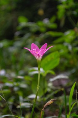 Zambak yağmuru ya da Zephyranthes. Bu çiçekler peri zambakları olarak da bilinir.
