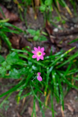 Zambak yağmuru ya da Zephyranthes. Bu çiçekler peri zambakları olarak da bilinir.