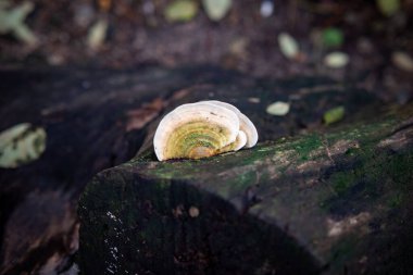 Trametes gibbosa, yaygın olarak yumru braket olarak bilinen, beyaz çürümeye neden olan bir çoklu gözenek mantarıdır.