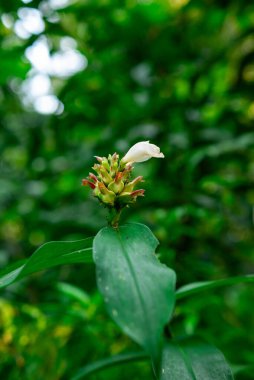 Ormandaki Costus çiçekleri. Costus veya Pacing, Güneydoğu Asya 'da yetişen bir bitki cinsidir.