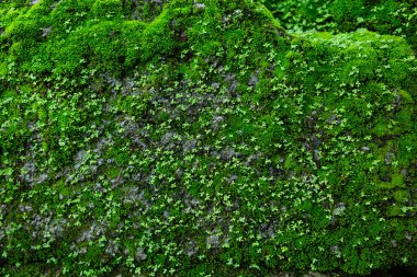 Kayalarda yetişen taze yosunlar.