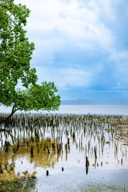 Kumsaldaki mangrov ağaçları