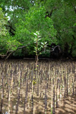 İyi yetişen mangrov ağacı fidanları.