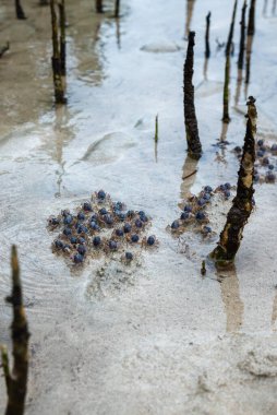 Mictyris longicarpus veya Asker Yengeç Mangrov ormanının yakınındaki kumsalda