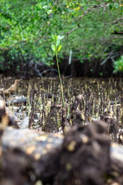 İyi yetişen mangrov ağacı fidanları.