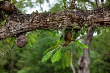 Karınca yuvası - mirokodi cinsi. Endonezya 'da bulundu. Diğer ağaçların tepesinde yetişir ve sağlık için yararlı olan birçok malzemeye sahiptir.