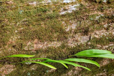 Ağaç kabuğunun doğal dokusu