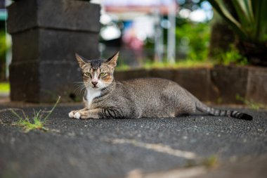 Bahçede bir kedi oynuyor.