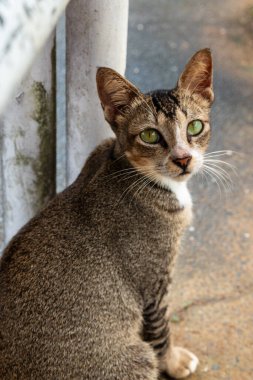 Bahçede bir kedi oynuyor.