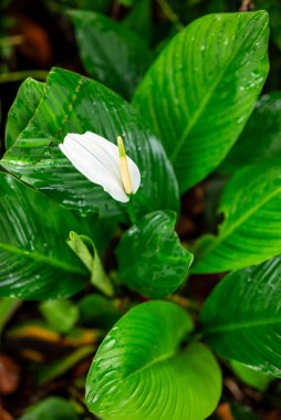 Spatphyllum Peace Lily veya Spatthiphyllum wallisii, genellikle evlerde bulunan bir süs bitkisidir.