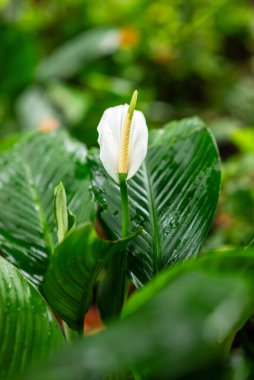 Spatphyllum Peace Lily veya Spatthiphyllum wallisii, genellikle evlerde bulunan bir süs bitkisidir.