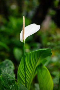 Spatphyllum Peace Lily veya Spatthiphyllum wallisii, genellikle evlerde bulunan bir süs bitkisidir.