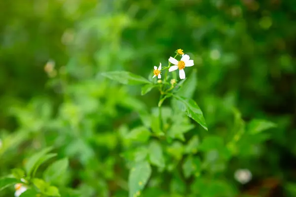stock image Bidens pilosa flower. It is a wild flower that is often found around the yard