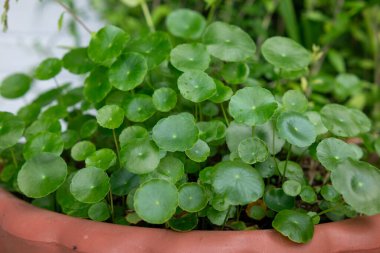 Hidrokotlu umbellata, nemli ve kumlu ortamlarda yetişen bir su bitkisi.