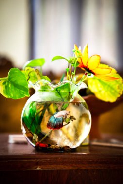 Kavanozdaki beta balığı taze çiçeklerle süslenmiş akvaryum.