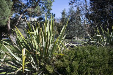 Baharda bir bahçede bitkiler ve ağaçlar.