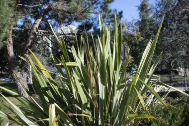 Baharda bir bahçede bitkiler ve ağaçlar.