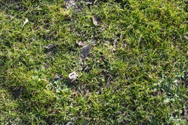 yeşil çim arka plan bahar.