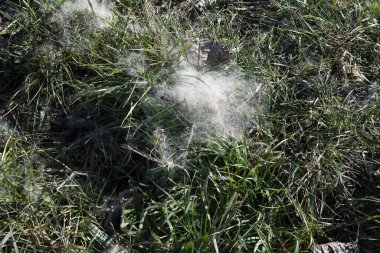 yeşil çim arka plan bahar.