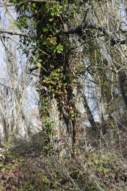 Çıplak sonbahar dallarıyla dolu bir sandık..