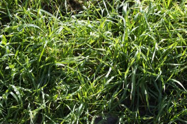 yeşil çim arka plan bahar.