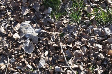 Sopanın, toprağın, çimlerin ve taşların arka planı.