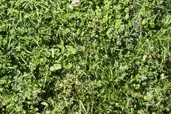 yeşil çim arka plan bahar.