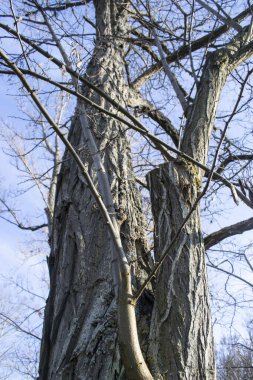 Ağaç gövdelerinin ve dallarının arkaplanı.