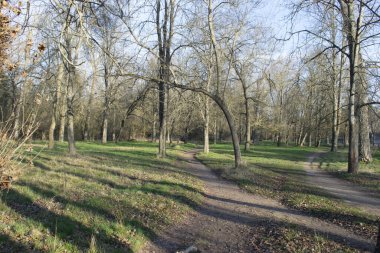 Kış ormanı boyunca uzanan yollar..