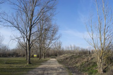 Kış ormanı boyunca uzanan yollar..