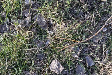 Çimen ve yeşil çimen arka plan.