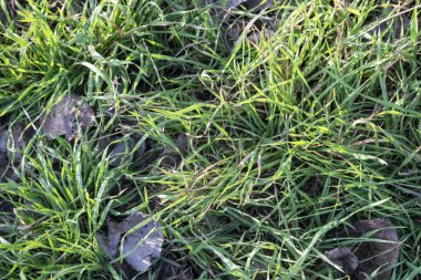 Çimen ve yeşil çimen arka plan.