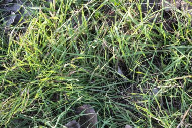 Çimen ve yeşil çimen arka plan.