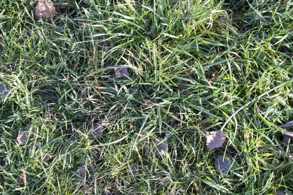 Çimen ve yeşil çimen arka plan.