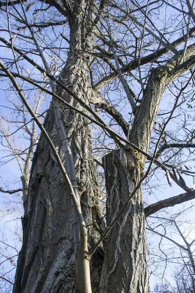 Ağaç gövdelerinin ve dallarının arkaplanı.