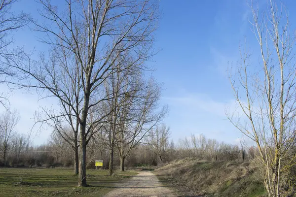 Kış ormanı boyunca uzanan yollar..