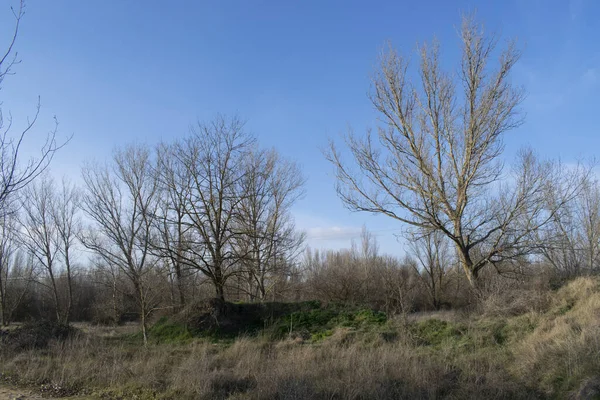 Ormanlar ve çayırlar sonbahar ve kışın.