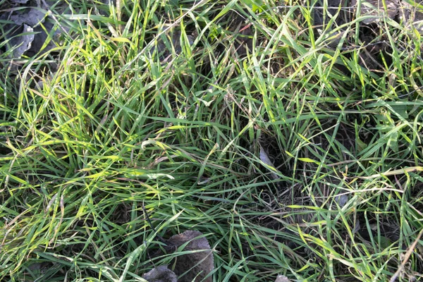 Çimen ve yeşil çimen arka plan.