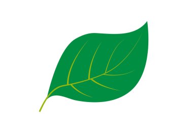 Beyaz arkaplanda bir ağacın yeşil yaprağı.