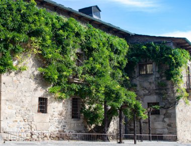 Yeşil sarmaşıklı taştan eski bir ev