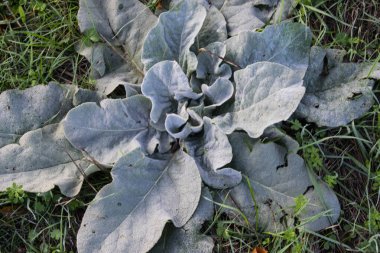 Çimlerin üzerindeki yaprakların kalınlığı