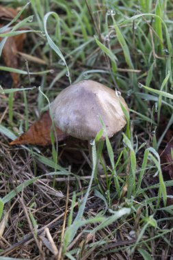 Sonbahar arka planında sonbahar çimlerinde mantarlar