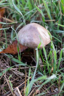 Sonbahar arka planında sonbahar çimlerinde mantarlar