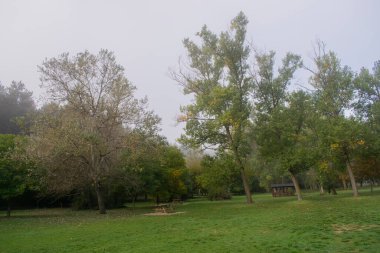 Burgos, İspanya 'da tahtadan masalarla dolu sisli bir günde orman manzarası