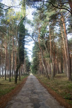 Sonbaharda çam ormanlarında yol