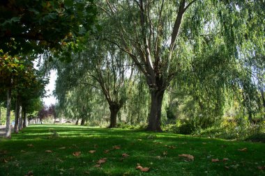 Pampliega 'da (Burgos) güneşli bir günde yeşil park ve bahçeler