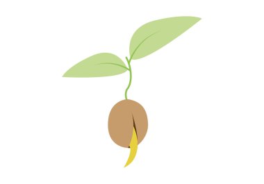 Kök ve taze bitki ya da tohum tohumu