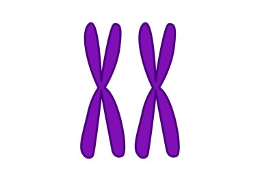 X 'te iki insan mor kromozomu.