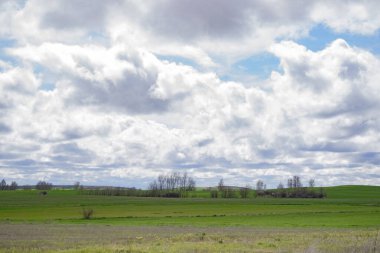 İspanya 'nın Burgos eyaletinde bahar ekini manzarası