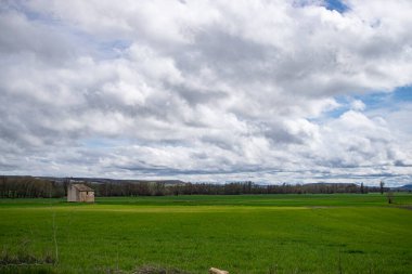 İspanya 'nın Burgos eyaletinde bahar ekini manzarası